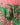Short tropical